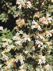 Acrothamnus hookeri