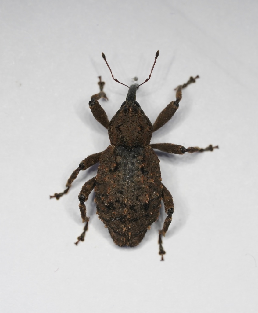 Pachyporopterus