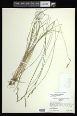 Carex bromoides bromoides