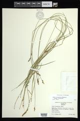 Carex bromoides bromoides