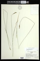 Carex bromoides bromoides