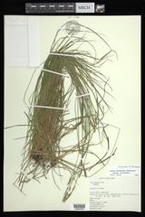 Carex bromoides bromoides