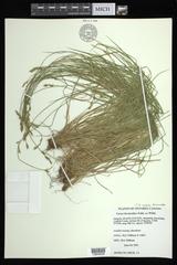 Carex bromoides bromoides