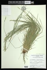 Carex bromoides bromoides