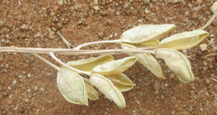 Drimia sanguinea image