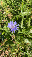 Cichorium intybus