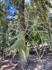 Plectorrhiza tridentata