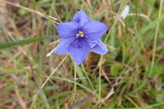 Aristea nana