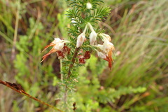 Erica intermedia albiflora