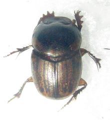 Euonthophagus flavimargo