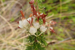 Erica intermedia albiflora