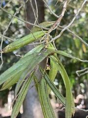Plectorrhiza tridentata
