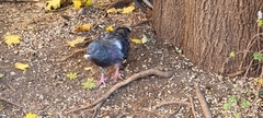 Columba livia domestica