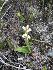 Satyrium stenopetalum