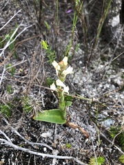 Satyrium stenopetalum