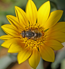 Eristalinus