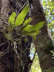 Sarcochilus parviflorus