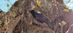 Corvus corone