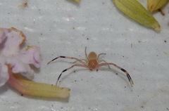 Misumenops rubrodecoratus
