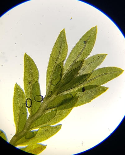 Image of Fissidens viridulus by (c) Helen Waterman, some rights reserved (CC BY)
