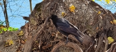 Corvus corone