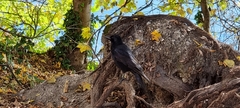 Corvus corone