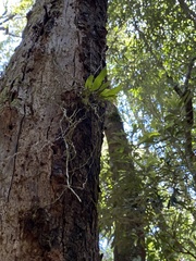 Sarcochilus parviflorus