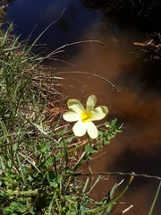 Moraea collina