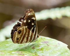 Dynamine gisella