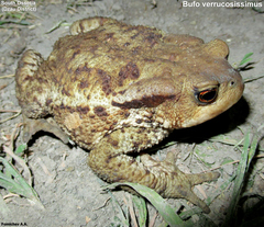 Bufo verrucosissimus