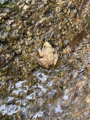 Limnonectes deinodon