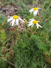 Tripleurospermum inodorum