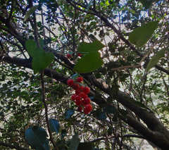 Smilax excelsa