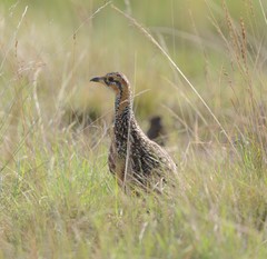Scleroptila levaillantii