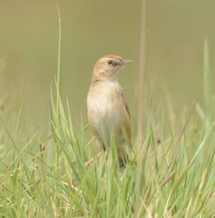 Cisticola ayresii
