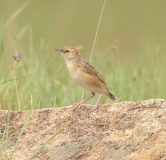 Cisticola ayresii