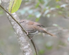 Bradypterus barratti
