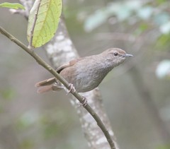 Bradypterus barratti