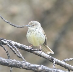 Prinia hypoxantha