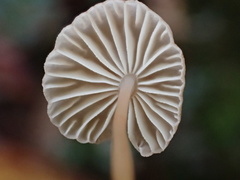 Marasmiellus dendroegrus