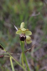 Ophrys vasconica