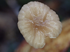 Marasmiellus dendroegrus