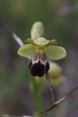 Ophrys vasconica