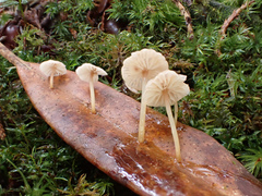 Marasmiellus dendroegrus