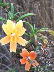 Diplacus × australis