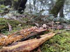 Marasmiellus dendroegrus