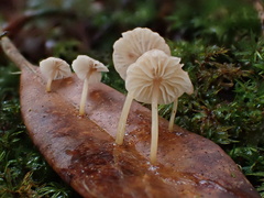 Marasmiellus dendroegrus