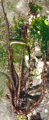 Cumagloia andersonii