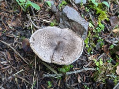 Tricholoma squarrulosum