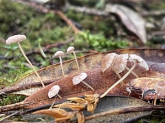 Marasmiellus dendroegrus